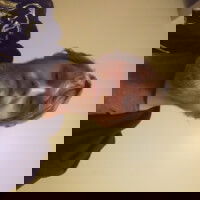 putzitincyder