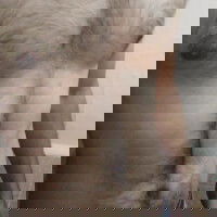 gravityfox