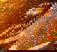 sermser
