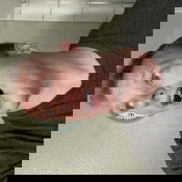 jnkrstka