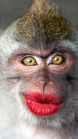 hornynhardall4u, 38 years old from Italy