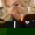 annab