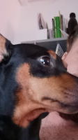 julius87213, 33 years old from Hungary