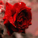 vickey_jame2021