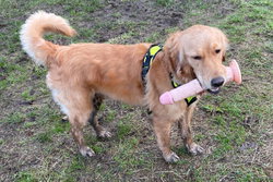 Golden retriever wearing a yellow harness stands on grass, holding a pink toy in its mouth.
