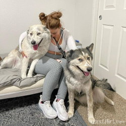 A woman with brown hair in buns wears a white crop top and gray leggings, sitting on a bed with two husky dogs, one