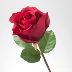 A single red rose with green leaves on a white background.