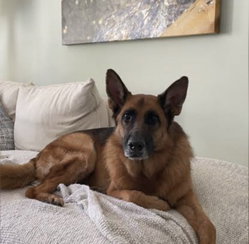 A German Shepherd dog resting on a bed with white bedding and pillows, in a room with a modern wall painting.